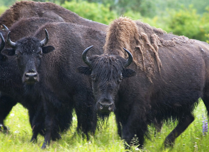Wood bison are the largest native land mammals in the Western Hemisphere, 10 to 15% heavier than plains bison. (Photo by Laura Whitehouse/USFWS)