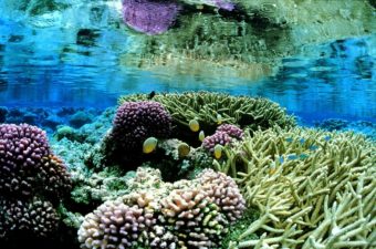 The pink coral gardens of Palmyra Atoll National Wildlife Refuge in the Pacific abound with tropical fish. (Photo by Jim Maragos/USFWS)
