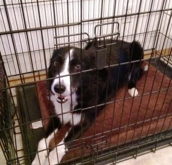Dog in kennel