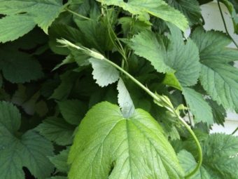 Climbing hops