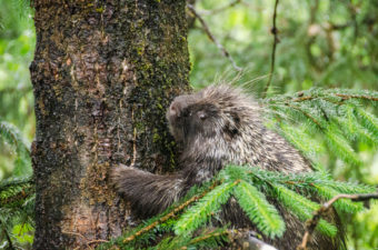Much of the area around the bear viewing platform was under at least two feet of water this evening. This porcupine headed up a tree across from the platforms. (Photo by Heather Bryant/KTOO)