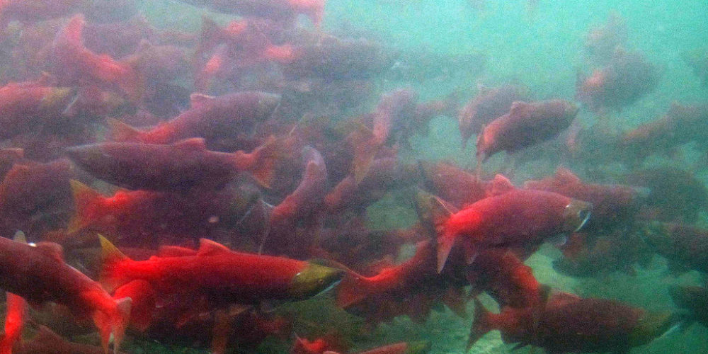 A new report says salmon, including sockeye, shown here, could have habitat disrupted by new rainfall and snow patterns caused by climate change. (Photo by Katrina Mueller/USFWS)