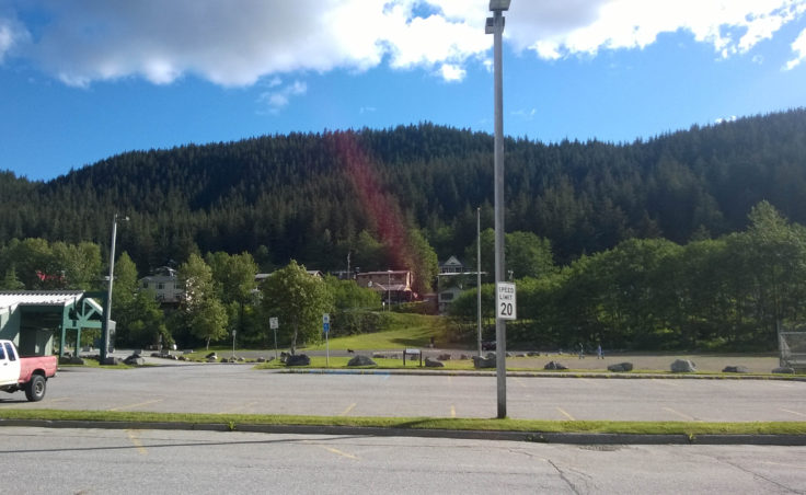 Savikko trees June 2014