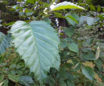 Fresh alder