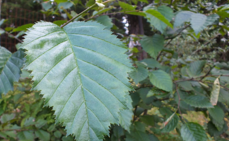 Fresh alder
