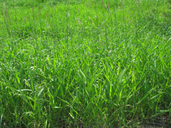 Reed canary grass is an invasive plant in Alaska. (Photo courtesy National Park Service)