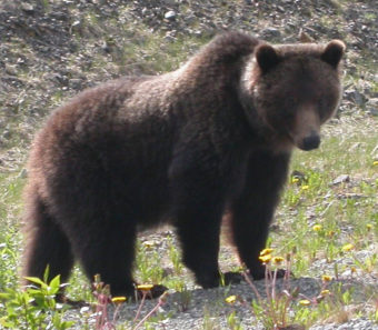 Despite putting almost no load on its bones for more than half the year, this grizzly bear doesn’t have osteoporosis. (Photo by Ned Rozell)
