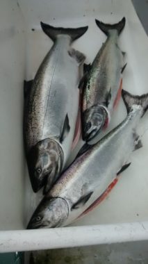 Commercial troll caught king salmon. (Photo courtesy of Matt Lichtenstein)
