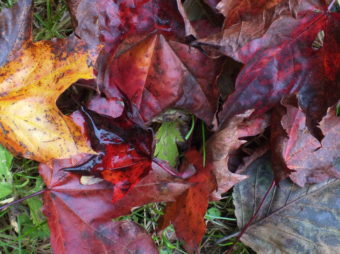 Leaves