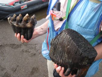 Pam Groves holds a mastodon tooth in her right hand, a mammoth tooth in her left. Both were in a river on Alaska's North Slope. (Photo courtesy Dan Mann)