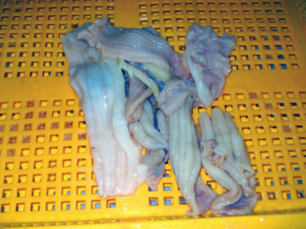 Processed sea cucumbers (Photo courtesy of ADF&G)