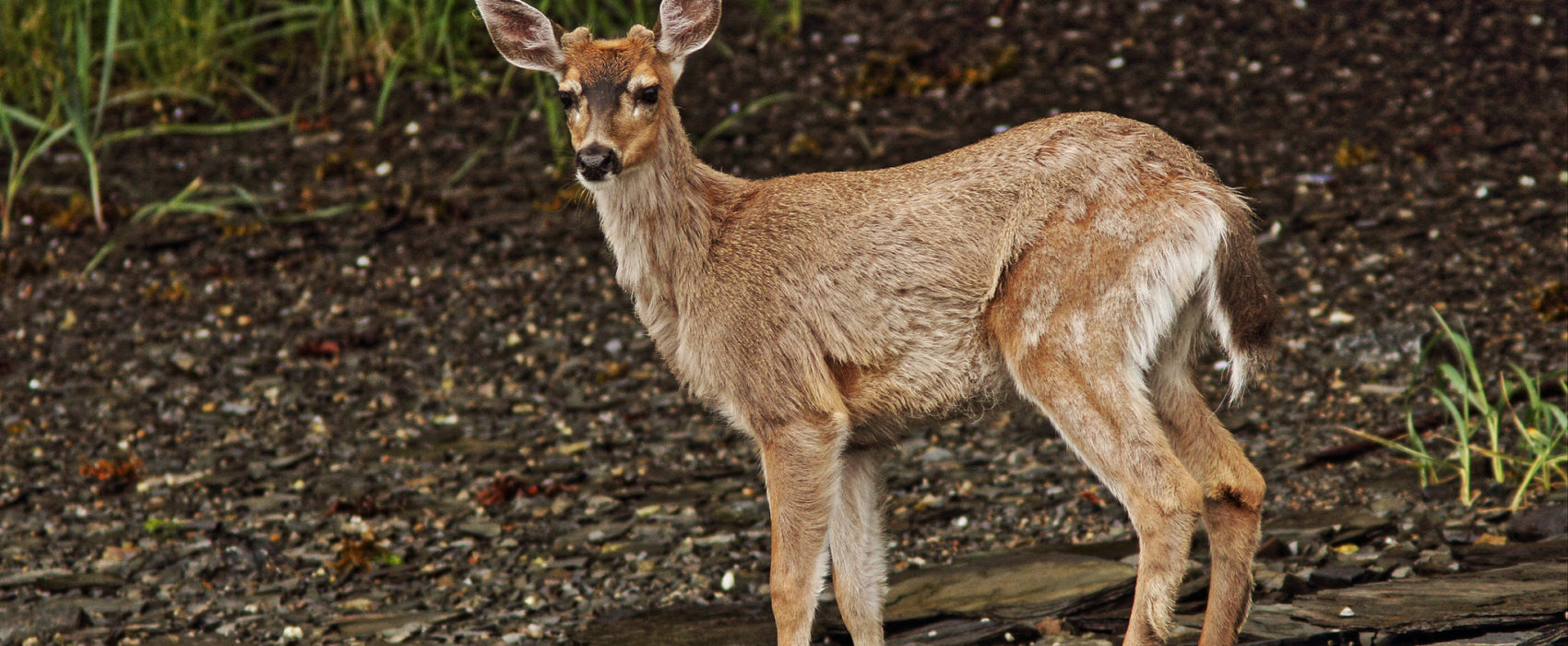 A Sitka black tailed deer in June 2014.