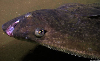 Pacific Halibut. (Creative Commons Photo by Neptune Canada)