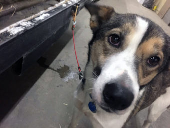 Sled dogs signed up to run in this year’s Yukon Quest got their final pre-race check up Saturday. (Photo by Emily Schwing KUAC)