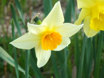 Narcissus blossoming in North Douglas yard.