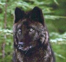 The Alexander Archipelago wolf. (Photo courtesy Alaska Department of Fish & Game)