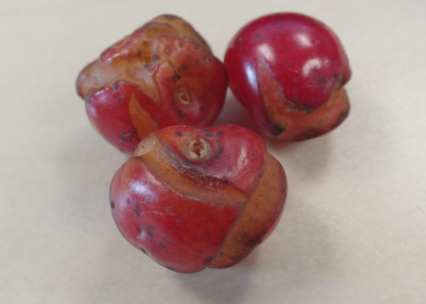 It's way too late to eat these split and cracked pie cherries.