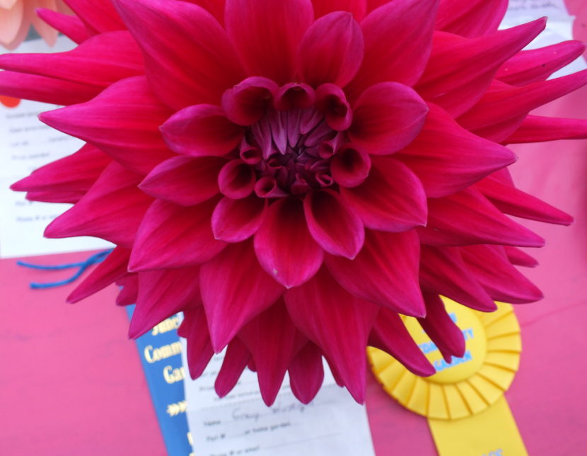 Dahlia (Photo by Matt Miller/KTOO)