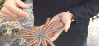 Biologist Ian Hewson with a striped sun star. (Photo courtesy Elliot Jackson)