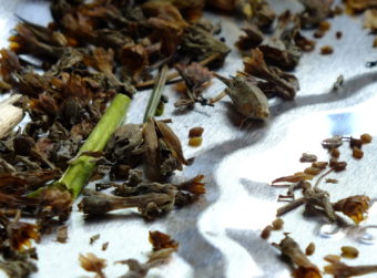 Primula Aricula