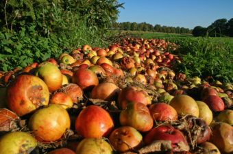 The government's first ever national target to reduce food waste will encourage farmers to donate more of their imperfect produce to the hungry. iStockphoto