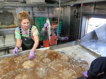 Sorting a NOAA trawl net catch