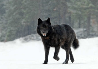 Romeo the wolf. (Photo courtesy Nick Jans)