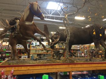 Taxidermy display at Sportsman's Warehouse