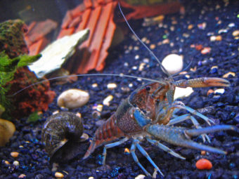 A pet crayfish in a freshwater home aquarium. (Creative Commons photo courtesy of Joseph Stansbury Rosin)