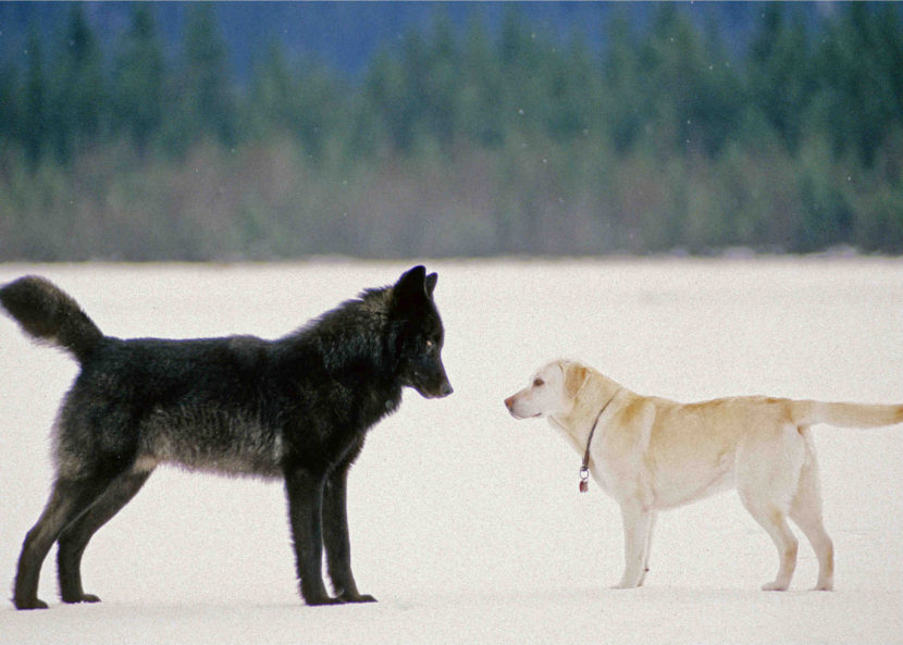 Romeo often played with Dakotah, Nick Jans' yellow lab. (Photo courtesy Nick Jans)