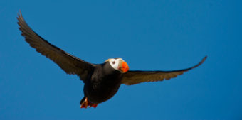 A tufted puffin returns to its nest as the US Fish and Wildlife Service research boat R/V Tiglax stops at Attu Island the western most of the Aleutian Islands on Thursday, June 4, 2015. (Photo by Bob Hallinen/Alaska Dispatch News)