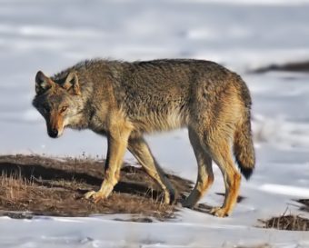 Gray wolf. (Creative Commons photo)