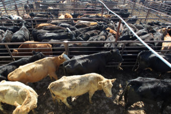 The debate about sustainable diets has focused on meat production, which requires lots of land and water to grow grain to feed livestock. It also contributes to methane emissions. But the cabinet secretaries with final authority say the 2015 dietary guidelines won't include sustainability goals. David McNew/Getty Images
