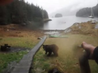 kayak bear screen grab