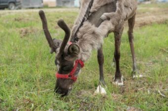 A reindeer at the Midnite Sun Reindeer Ranch in Nome. (Photo by Mitch Borden/KNOM)