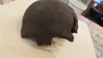 Part of a human skull was found in a dirt pile at the American Bald Eagle Foundation on Monday. (Photo courtesy Cheryl McRoberts)