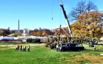 The Chugach tree arrived at the Capitol but winds kept it horizontal all day. (Photo by Liz Ruskin/APRN)