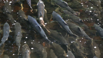 Humpies