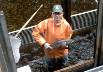 Auke Creek sockeye