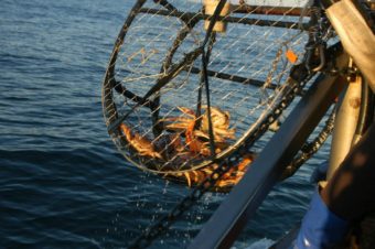 A crab pot is pulled out of the water. (Creative Commons photo by Dave Parker)