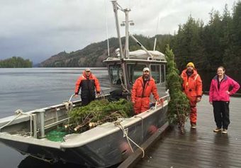 Companion Christmas Tree Harvest Crew near Ketchikan
