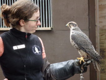 Raptor Curator Chloe Goodson - American Bald Eagle Foundation