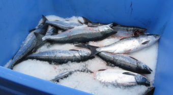 Port Moller sockeye salmon