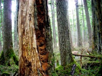Tongass National Forest