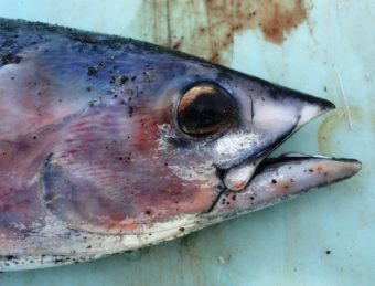 Skipjack tuna