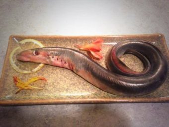 Lamprey eel. (Photo by Sean Larson/ADF&G)