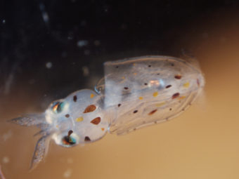 market squid