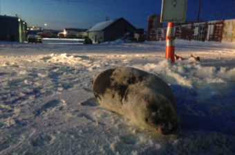 The bearded seal made its way of out the iced-in port up into a parking lot. (Photo by Emily Russell/KNOM)