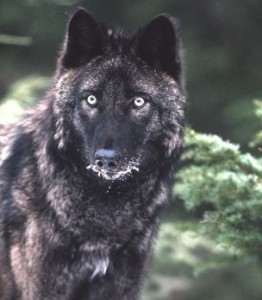The Alexander Archipelago wolf. (Photo courtesy Alaska Department of Fish & Game)