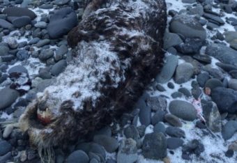 A dead sea otter on the beach at the Homer Spit on December 22, 2015. Photo by Daysha Eaton/KBBI)